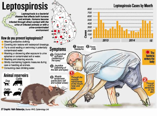 Người mắc bệnh do Leptospira thường liên quan với tính chất nghề nghiệp